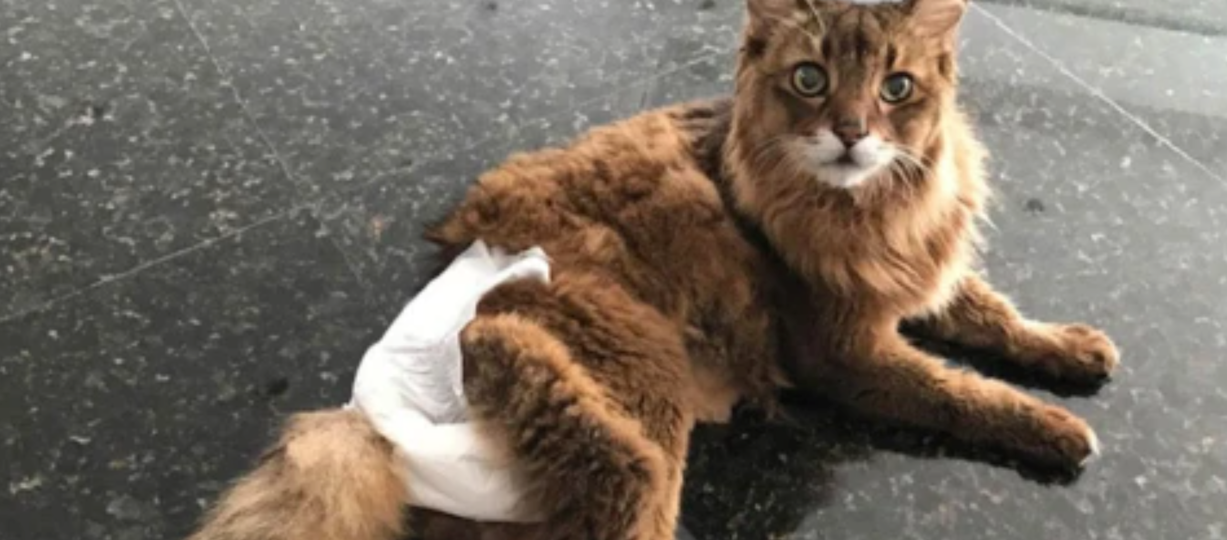 Best disposable cat 2024 diapers