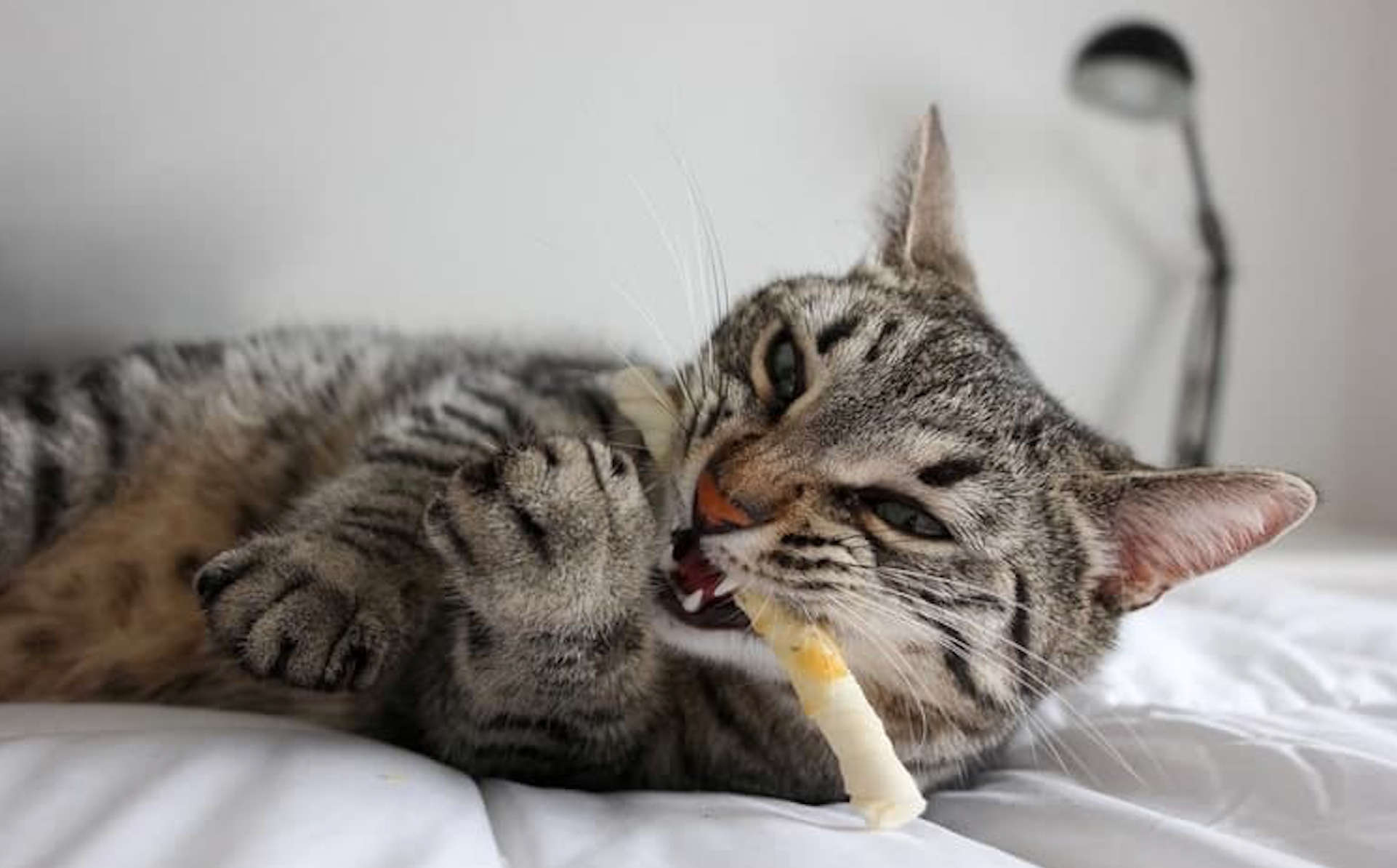 Kitten teething toys uk best sale