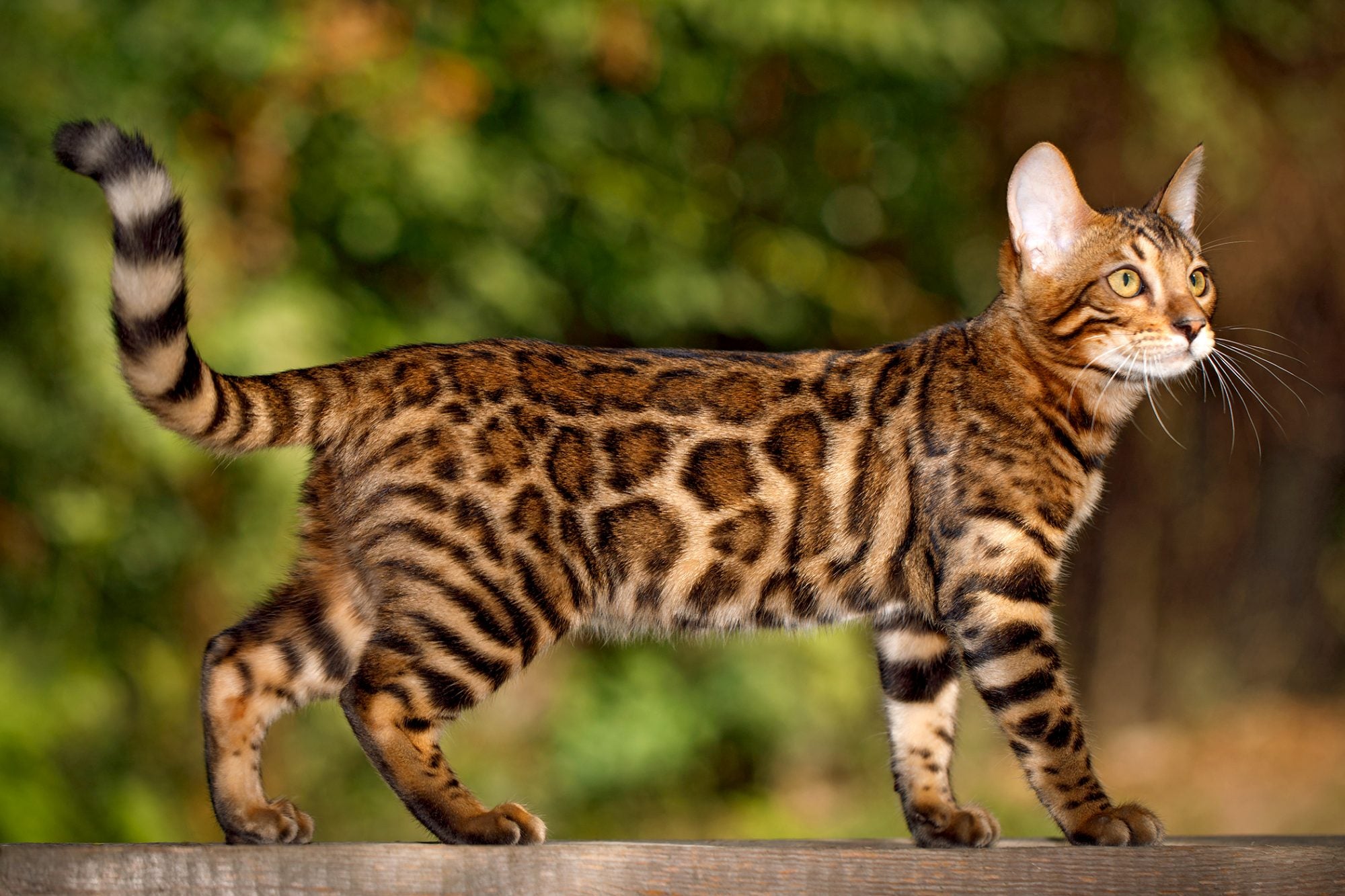 Why Are Cats Better Pets Than Dogs? 11 Reasons – Cat Cave Co