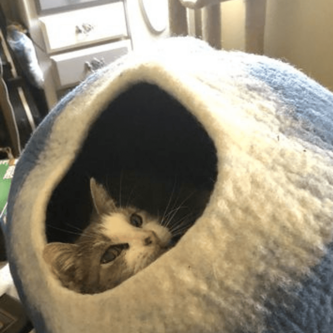 Ocean Blue & White Cat Cave