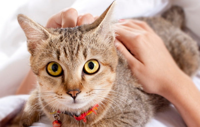 3 Ways Cats Show Their Love/Affection