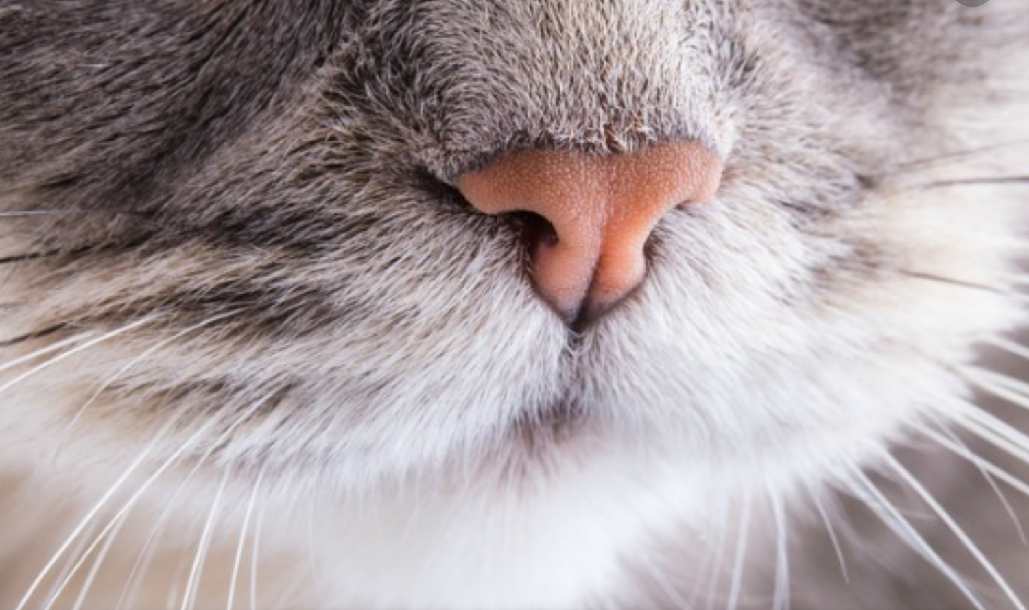 Why Is My Cat's Nose Dry? Ultimate Nose Health Guide Cat Cave Co