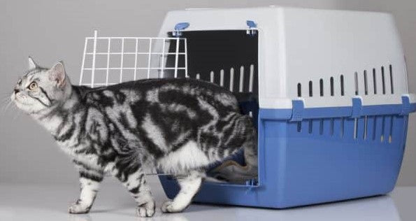 Best Carrier for Difficult Cats