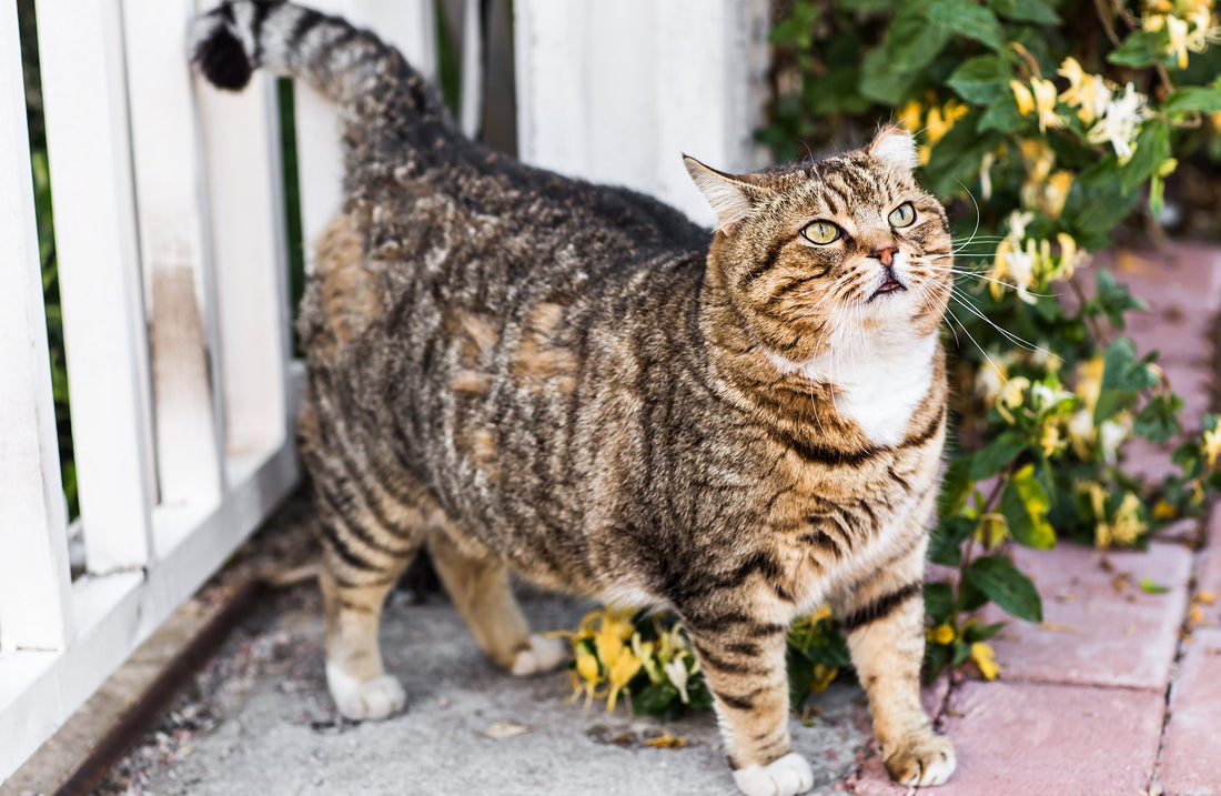 Best Cat Food for Overweight Cats