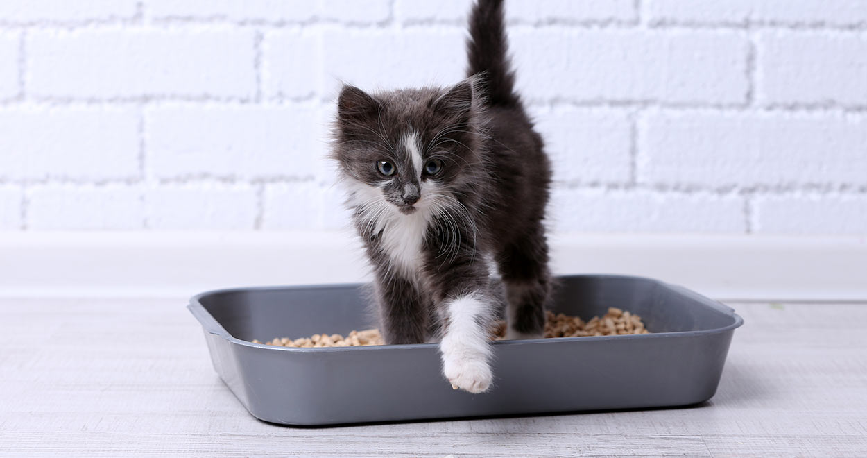 Best eco sales friendly cat litter