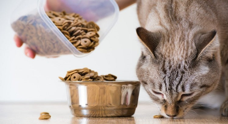 Best Organic Cat Food Brands for 2019