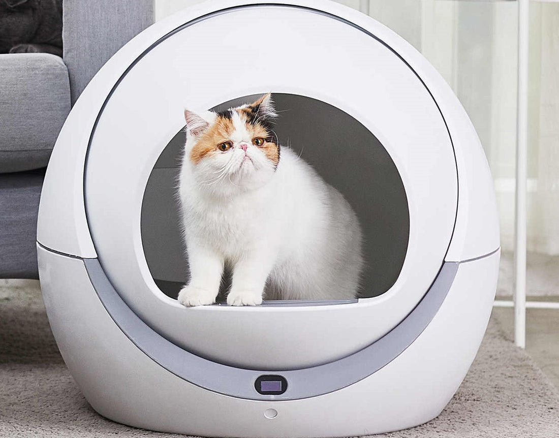 Best Self Cleaning Litter Boxes