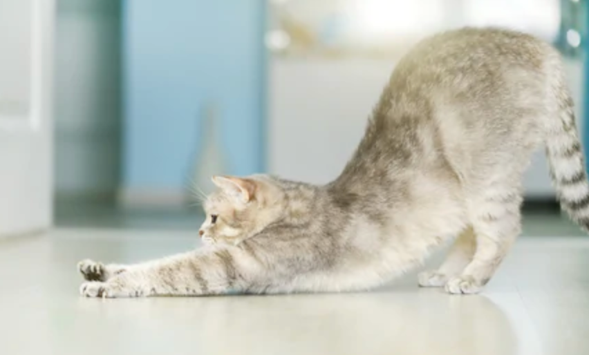 Have you tried Yoga with your Cat?