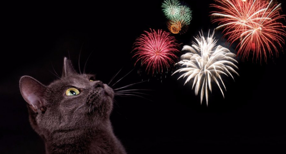 5 Helpful Tips to Keep Your Cat Safe on the 4th of July