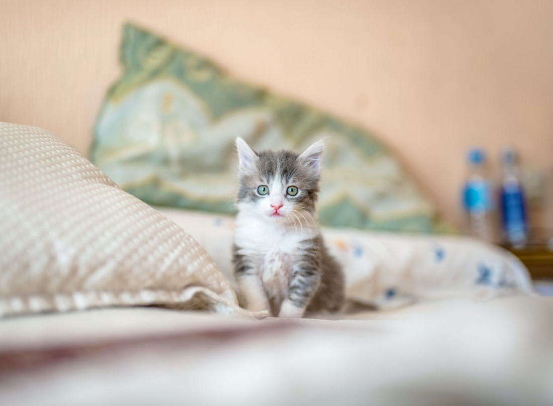 Are Kittens Demanding Pets?