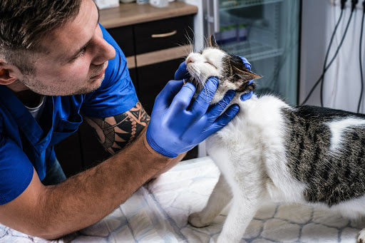 Understanding Your Cat's Dental Health