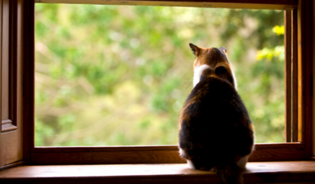 Keeping an indoor 2024 cat