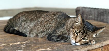 5 Signs of a Cat in Pain