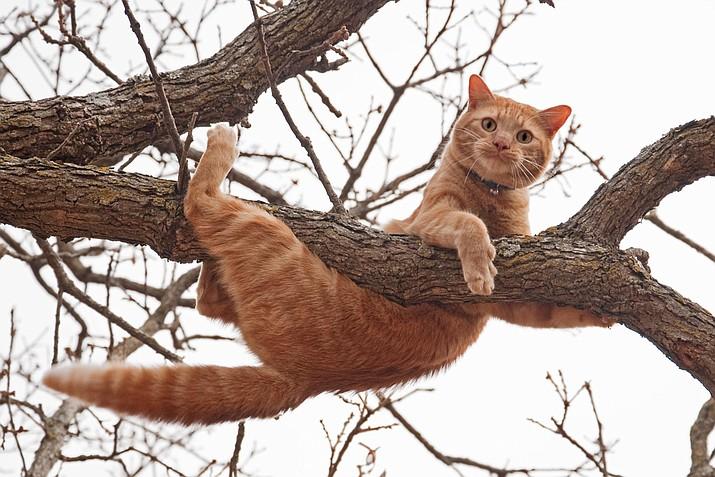 Why Do Cats Feel Safe Up High?