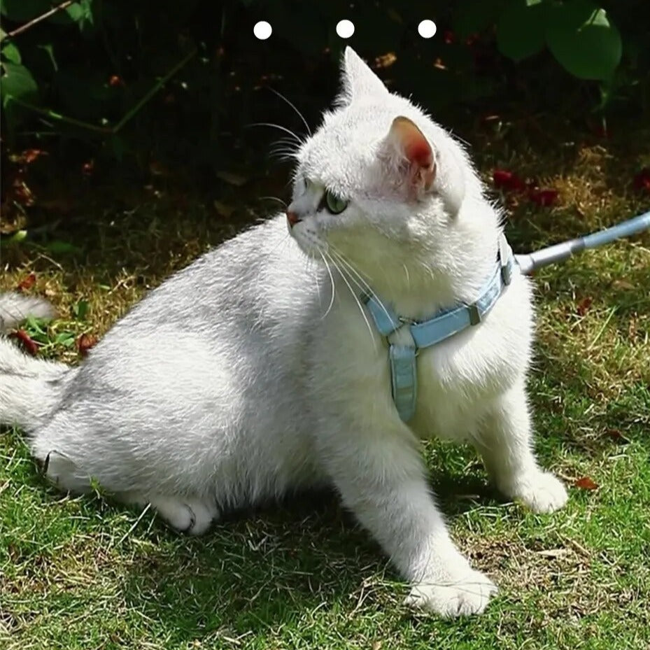 Sweet Angel Wings Cat Harness | Cat Harness