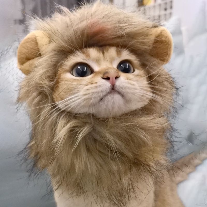 Cat Costume for Halloween Lion Mane