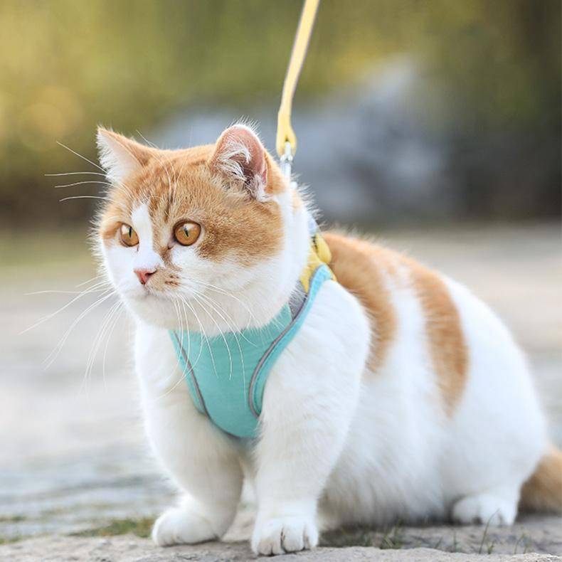 Outdoor Cat Harness & Leash Set
