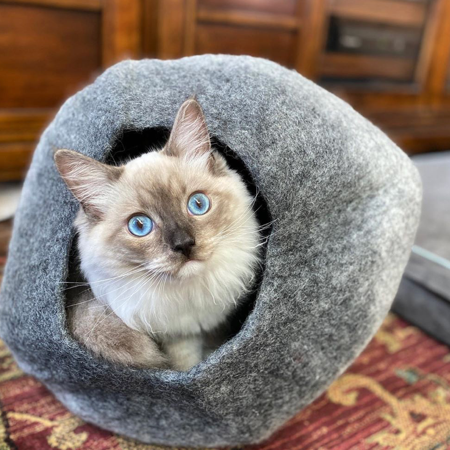 Ombre sales cat cave